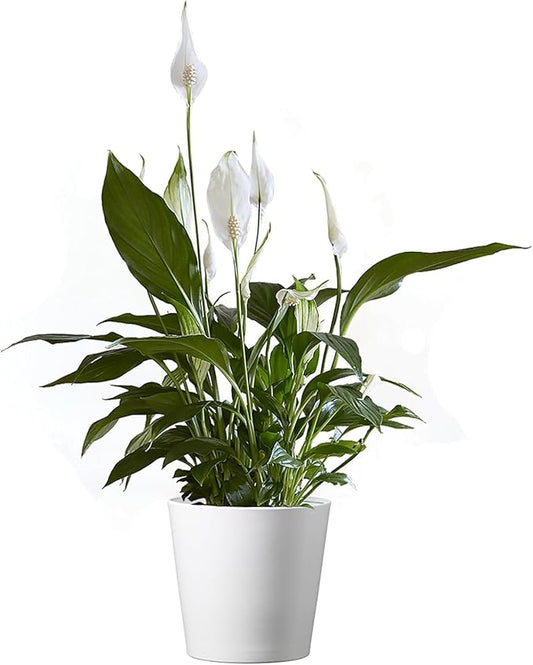American Plant Exchange Peace Lily, Live Indoor Flowering Houseplant, Easy Care, Low Light, 6-Inch Pot W/Deco Cover, 15-24 Inches Tall, Home, Office & Patio Décor, Housewarming or Sympathy Gift