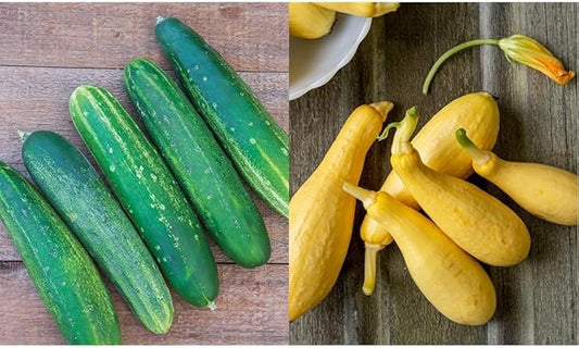 Burpee Straight Eight Slicing Cucumber 200 Seeds and Saffron Summer Squash 100 Seeds