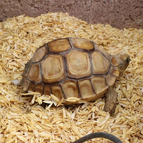 Rice Hulls - Organic Use – 3lb - House Plants - Gardening - Chicken Bedding Nesting