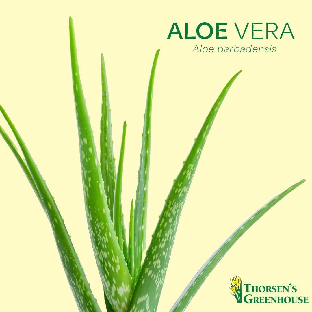 Thorsen's Greenhouse Aloe Vera, Live Indoor Plant, Aloe barbadensis, Easy to Grow, Succulent, Natural Air Purifier, 4" Diameter Pot (Silver - Metal)