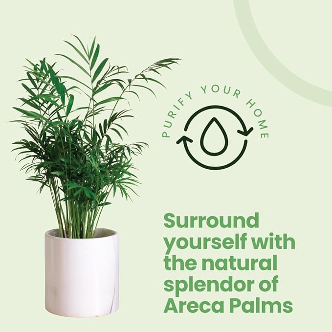 American Plant Exchange Areca Palm 3 Pack Live Plant, 4" Pots, Top Indoor Air Purifiers