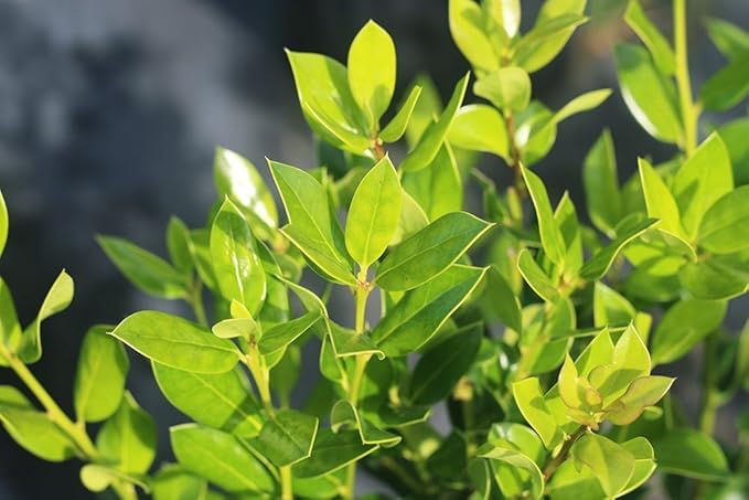 Needlepoint Holly - Size: 3 Gallon, Live Plant, Includes Special Blend Fertilizer & Planting Guide