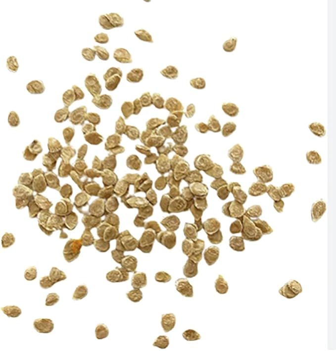 Watermelon Beefsteak Tomato Seeds - Large Tomato - Delicious Tomato for Home Growing