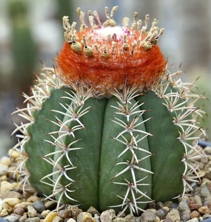 Horticultural Pumice for Plants by Doter 2 QT, Soil Amendment for Bonsai and Cactus Plants