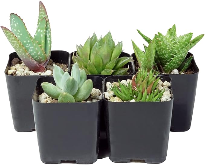 The Hydroponic City 2 Inch Black Square Nursery Pots for Starting Seedlings, Succulents, or Cacti - 2" x 2", Pack of 100 + 5 THCity Stakes