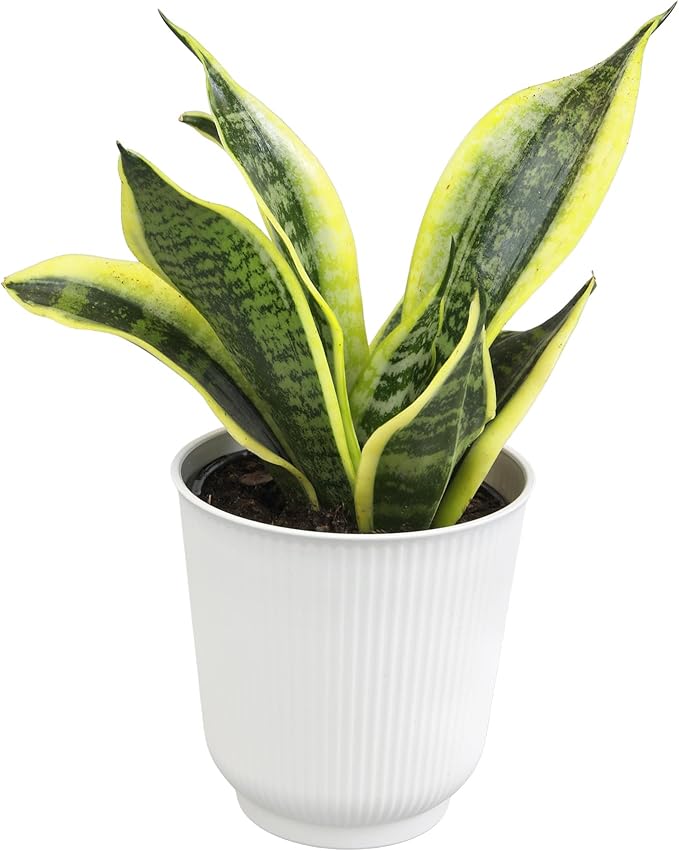 Altman Plants Sansevieria Superba Snake Plants (Approx. 8" Tall) in White Plant Pot, Variegated Snake Plant Decor, Easy Plant Gift & Desk Plant, Live Snake Plant Live Indoor with Pot, Air Purifying