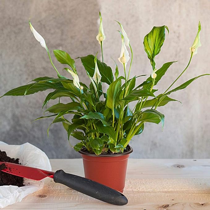 JERIA 100-Pack 4 Inch Plastic Plant Nursery Pots Come with 100 Pcs Plant Labels, Seedling Flower Plant Container and Seed Starting Pots