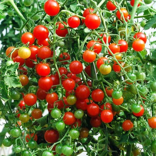 30 Sweet Pea Currant Tomato Seeds, Heirloom Non-GMO, Extra Sweet and Heavy-Yielding, Low Acid, Indeterminate, Open-Pollinated, Long Season, Super Delicious, from USA Lycopersicon esculentum