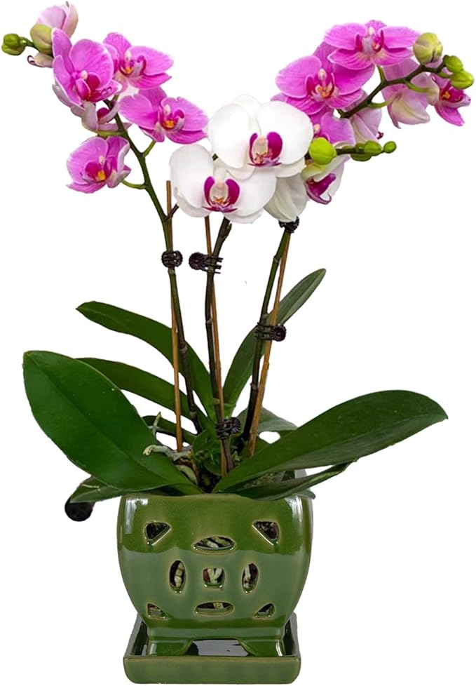 W&W Orchid Pot with Holes and Saucer for Repotting, Seagreen, 5.5 Inches