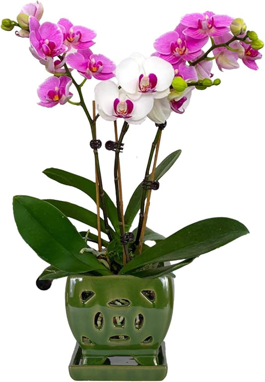 W&W Orchid Pot with Holes and Saucer for Repotting, Seagreen, 5.5 Inches