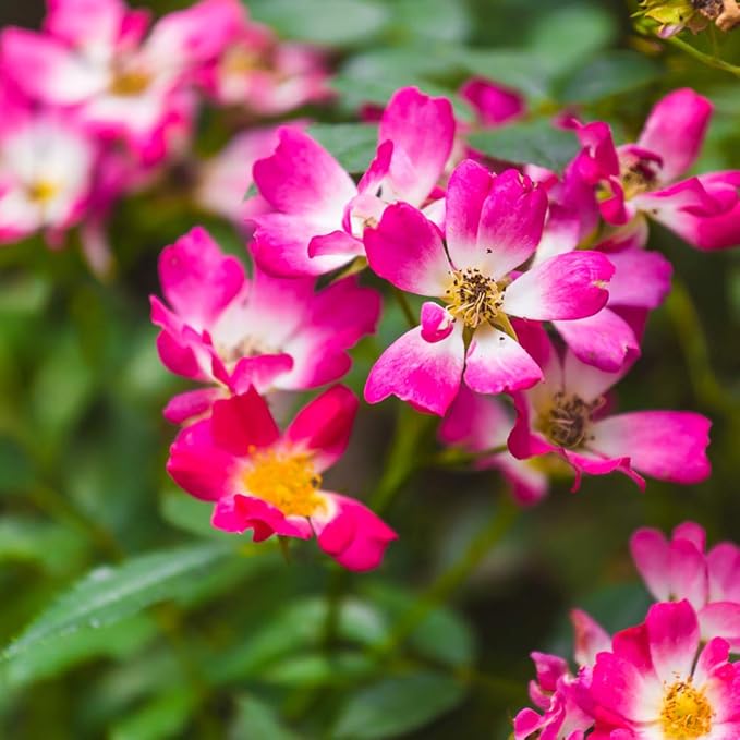 Perfect Plants Pink Drift Rose 1 Gallon, Live Plant Includes Special Blend Fertilizer & Planting Guide