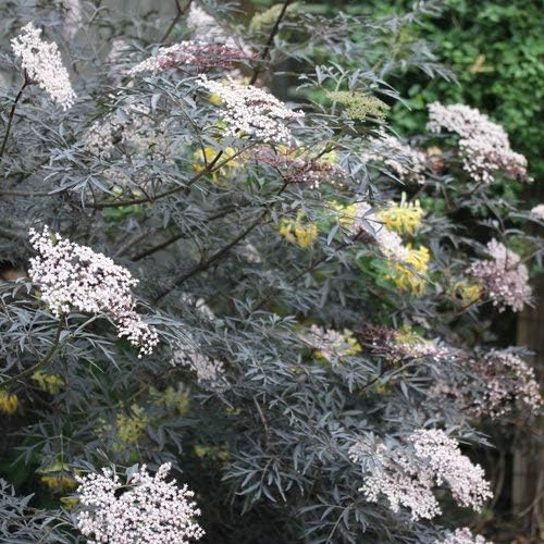 Green Promise Farms Sambucus NIGRA `Black LACE` (Elderberry) Shrub, 3-Size Container, Pink Flowers