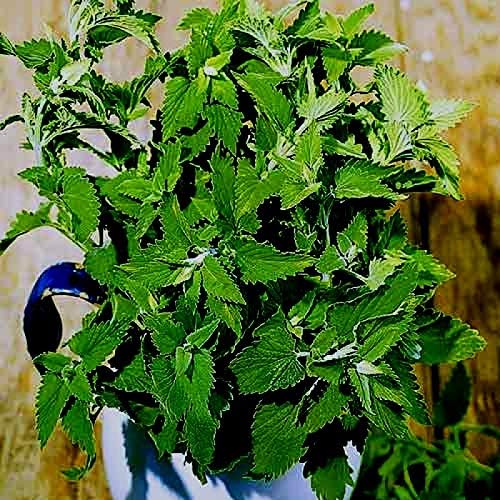 Catnip Catmint Nepeta Cataria About 100 Seeds for Planting