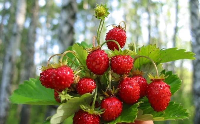 Seeds Fruit Alpine Strawberry Four Seasons Red Everbearing Non GMO for Planting - 100 Seeds