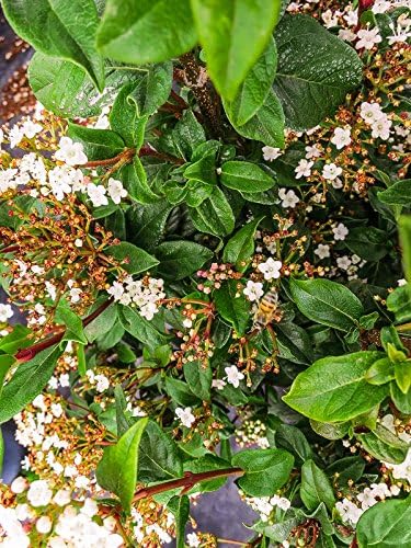 Spring Bouquet Viburnum - Size: 1 Gallon, Live Plant, Includes Special Blend Fertilizer & Planting Guide