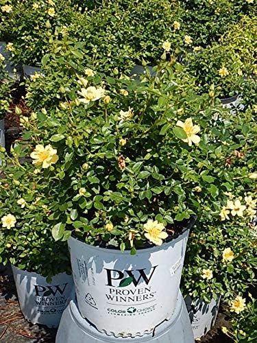 Proven Winners - Rosa OSO EASY Lemon Zest (Rose) Rose, yellow flowers, #2 - Size Container