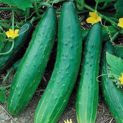 Park Seed Garden Sweet Burpless Cucumber Seeds, Pack of 30 Seeds