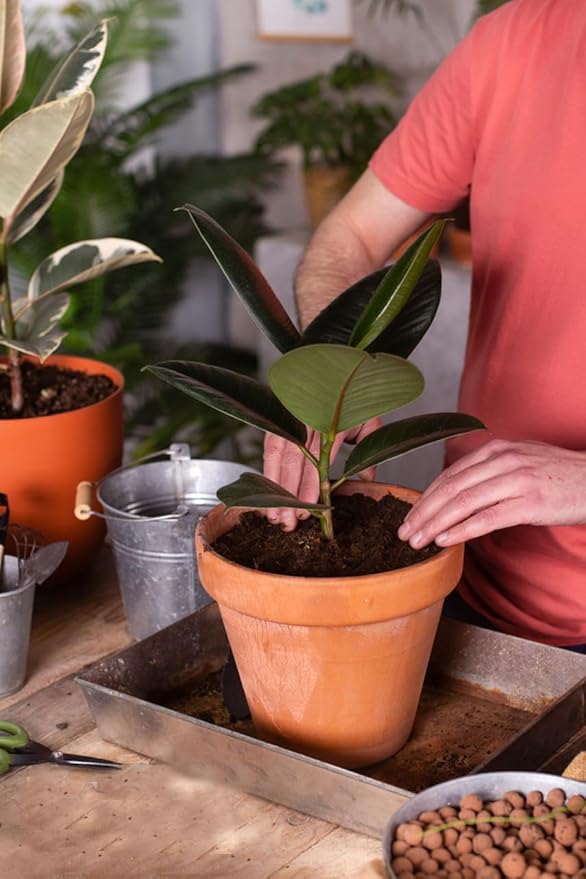 10 Quart Loose Coco Coir Potting Soil for Planting, Coconut Coir with Low EC and pH Balance for Gardening Plants, Flowers Herbs, Vegetables, Terrariums and Reptile Tanks