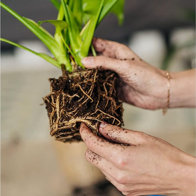 Peat Moss 2qt, Added to Soil and Enriches Plant Roots, Gardening Soil Amendment and Carnivorous Plant Soil Media