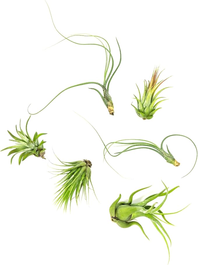 Tillandsia Air Plants Live Indoor Plants (6PK), Airplants Variety Live Plant Kit, Tropical Plants Live Houseplants, Air Plant Live Succulents Plants Live Plants Indoor House Plants by Plants for Pets