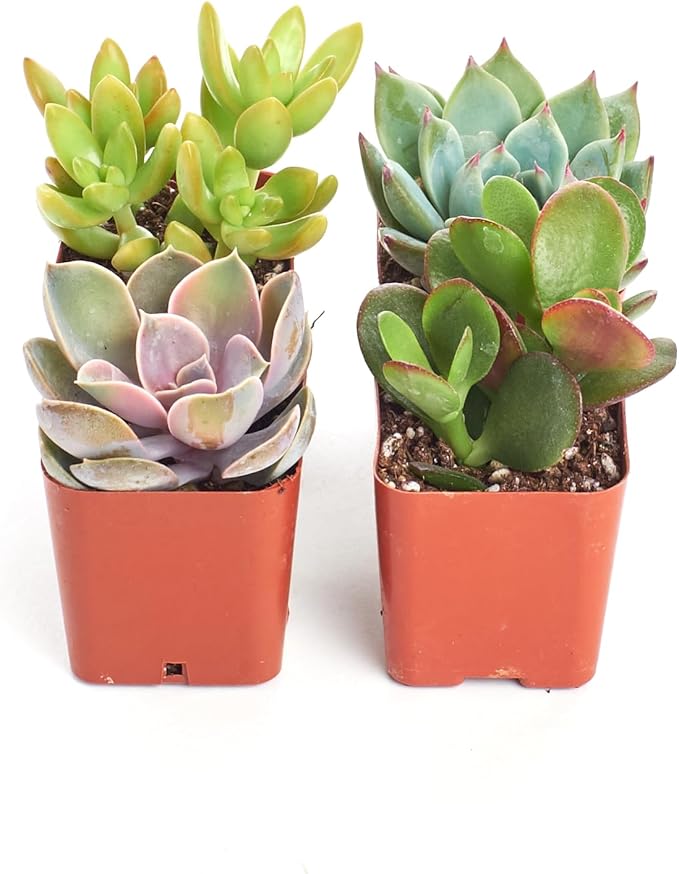 Shop Succulents Unique Succulent Plant Pack Collection - Live Mini Succulent Plants, Low Maintenance, Exceptional Colors & Textures - Wedding and Party Favors, Gift & Garden, Pack of 4