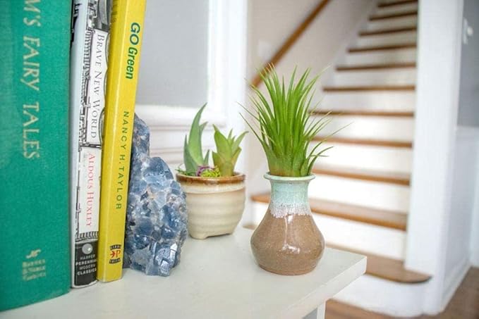 Altman Plants, 10 Ionantha Tillandsia Air Plant Pack, Each 2 to 3.5 Inches Long, Live Tropical House Plants for Home Decor, Indoor Terrarium Air Plants