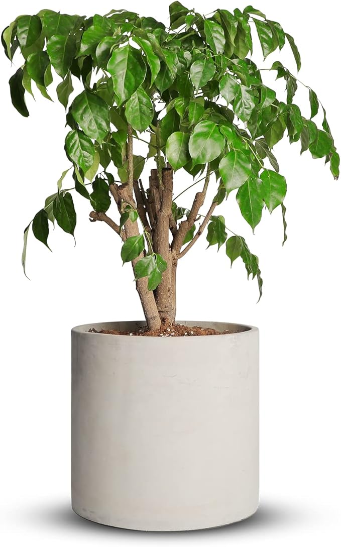 Mozing Cement Plant Pots Indoor - 14 inch Concrete Planter Pot for Planting - Modern Stone Clay Flower Pot with Drainage Hole for Garden, Home, Office Decor, Grey