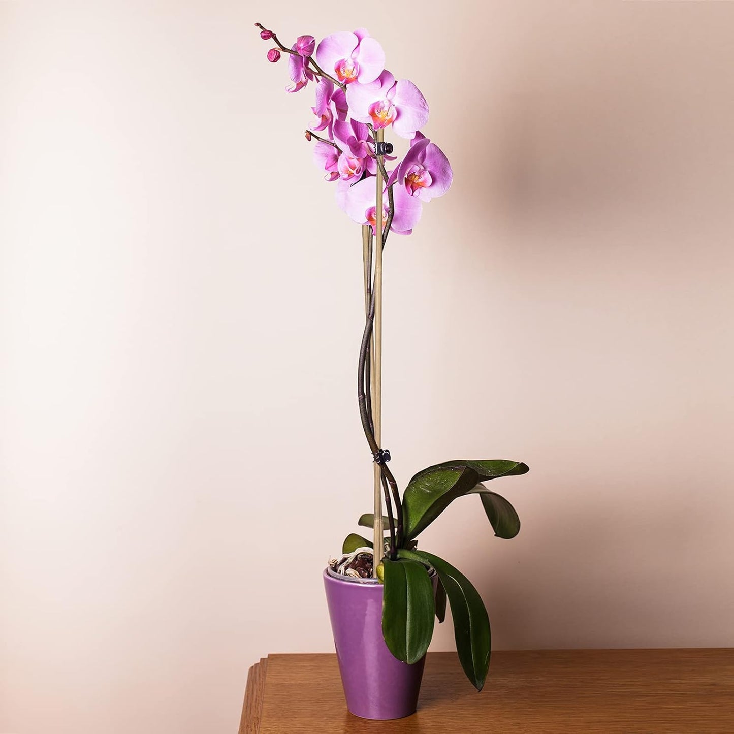 Plant Stakes Natural Garden Bamboo Sticks for Indoor and Outdoor Plants, GAGINANG 20pcs Plant Support Stakes for Tomatoes, Beans, Potted Plants - 16 inches