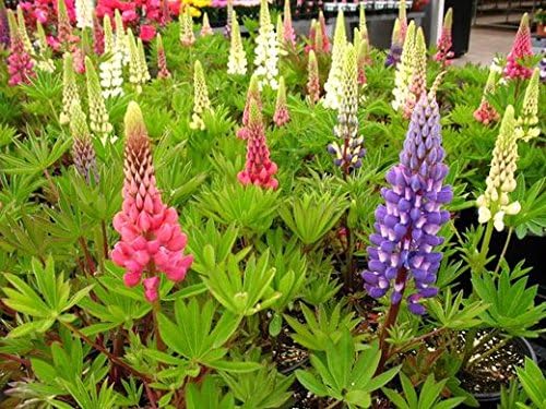 Non GMO Bulk Lupine Mix Flower Seed 7 Species of Wildflower Seeds (5 lbs)