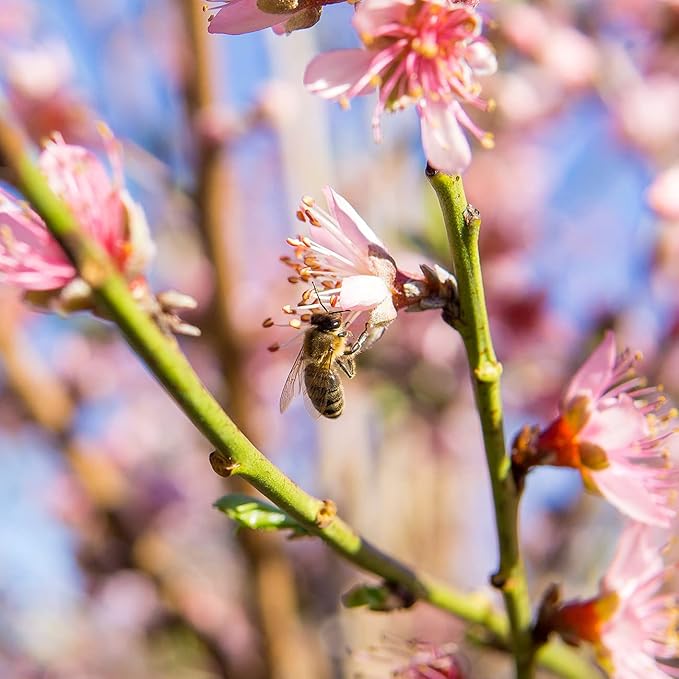 PERFECT PLANTS Flordaking Peach Tree 4-5ft. Tall | Large Fruit | Heavy Producer