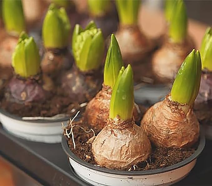 10 Hyacinth Bulbs - Cotton Candy