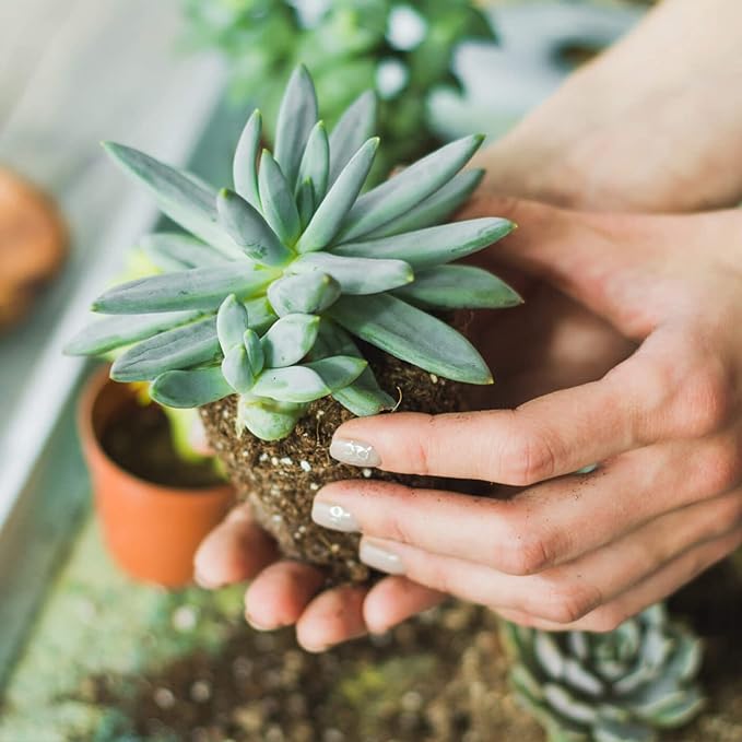 Succulent and Cactus Soil Potting Mix 1.1 LBS, Bonsai Soil Mix Ready to Use, Fast Draining with Added Nutrients