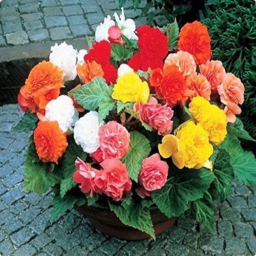 Seeds Wax Begonia Mix Large Flower Indoor Perennial Flowers for Planting
