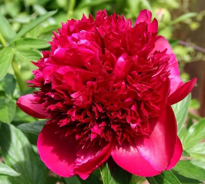 Peony Mix 25+ Seeds Flowers Planting for Outdoor Indoor
