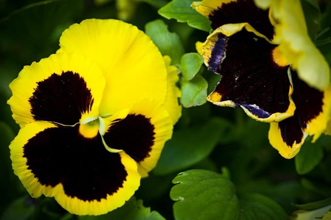 Seeds Cool Wave Fire Pansy Viola Flowers Annual