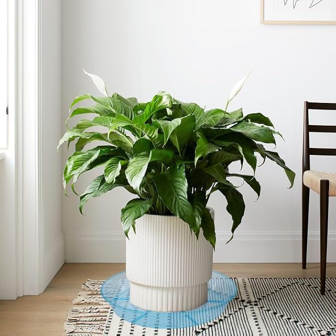 6 Pack Plant Saucer Drip Tray, 4 5 6 8 9 10 12 14 16 18 inch, Heavy Sturdy Plastic Planter Flower Pot Saucers for Indoor Outdoor Garden, Plant Water Drip Trays for pots Base (4", Blue)