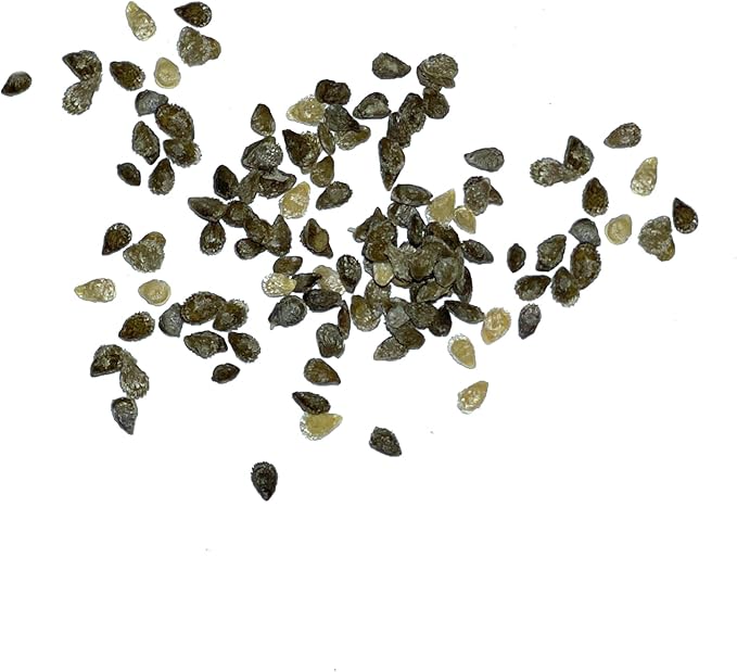 Seed Needs Tiny Tim Tomato Seeds for Planting - Non-GMO, Heirloom & Untreated - Organically Grow an Outdoor Vegetable Garden - Dwarf Plants Produce Cherry Tomatoes (5 Packs)