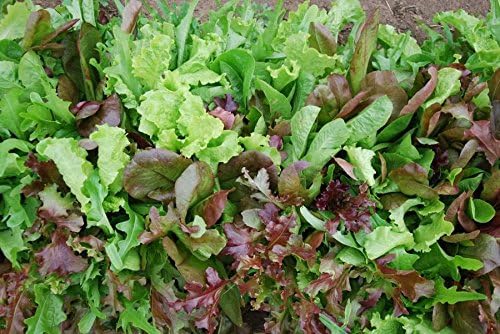 Dirt Goddess Super Seeds ~ Bulk Mesclun Mix Seeds (1/2 LB) Non GMO 212,000 Seeds