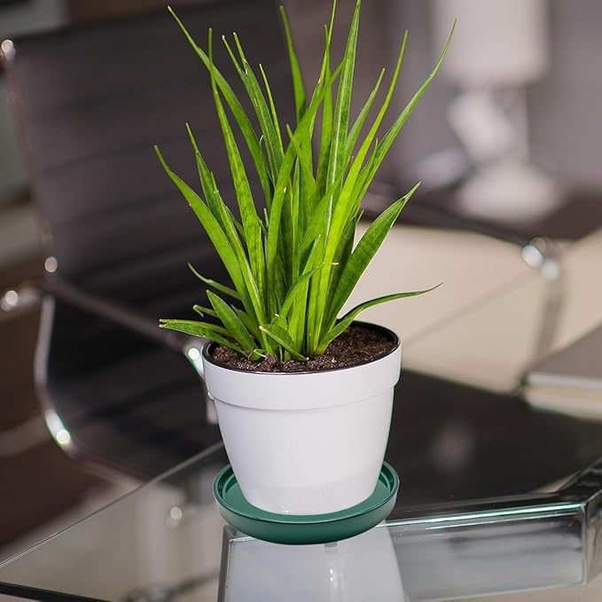 2 Pack Ceramic Plant Saucer Pot Tray 7 Inch, Planter Saucers 4 5 6 7 8 9 10 11 12 13 Inch for Indoors Outdoor, Durable Sturdy Flower Drainage drip Water Tray for Glazed Pots Base (7 Inch-Green)