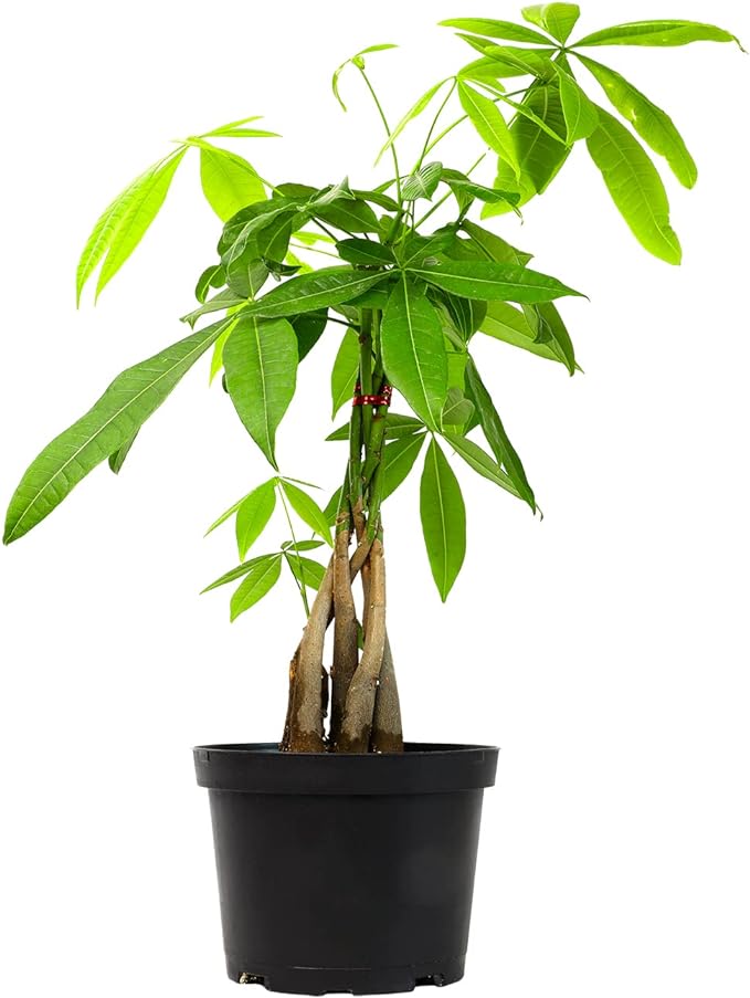 Money Tree Plant Indoor House Plants, Chinese Money Plant Decor, Bonsai Tree Feng Shui Decor, House Plants Indoors Live Plants Indoor Plants Live Houseplants Live Indoor Live Plants by Plants for Pets