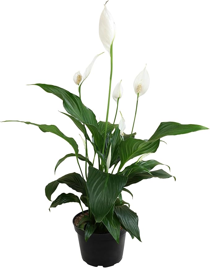Peace Lily in 6 Inch Plant Pot for Plants, Easy Peace Lily Plant Indoor Live House Plants Live Plants Indoor, Low Light Plants Live Houseplants Live Indoor Plants Live Houseplants by Plants for Pets