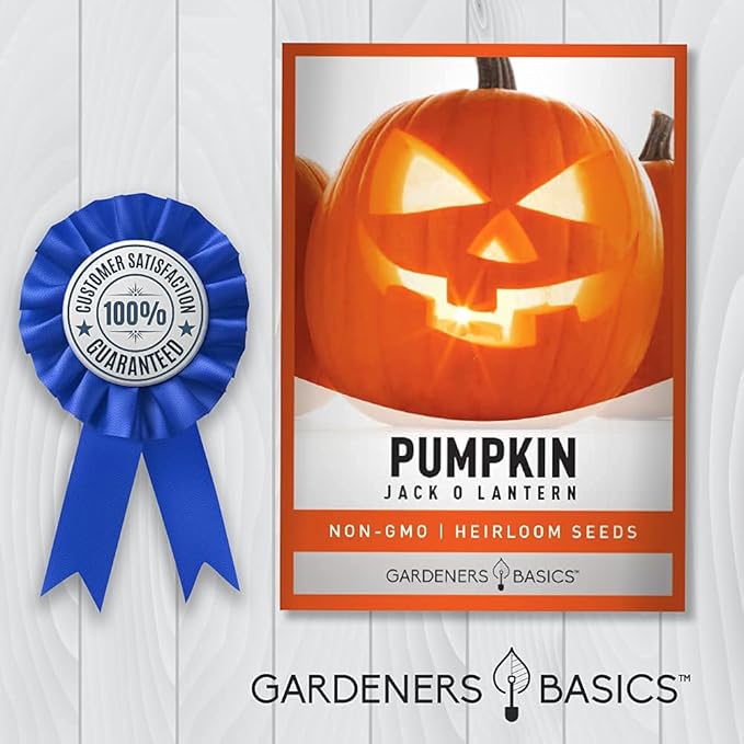 Gardeners Basics, Pumpkin Seeds for Planting (Jack O Lantern) Heirloom, Non-GMO Vegetable Variety- 2 Grams Seeds Great for Summer Pumpkin Gardens