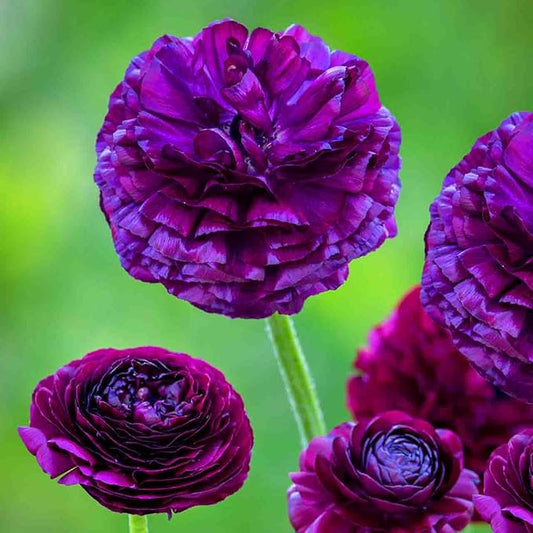 Mixed Peony Ranunculus Bulbs- Persian Buttercup -10 Corms Bulbs Flowering Blooms Perennial Bulbous Root Garden Plant (Purple)
