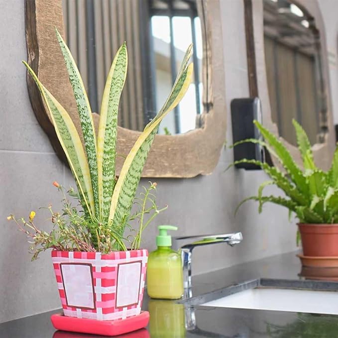 American Plant Exchange Snake Plant, Sansevieria Laurentii Yellow, Small 4-Inch Pot, Stylish Deco Cover Included, Live Indoor Houseplant, Easy to Care, Air Purifying, Perfect for Home Office & Garden