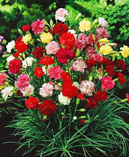 Seeds Carnation Shabo Mix Biennial Flowers