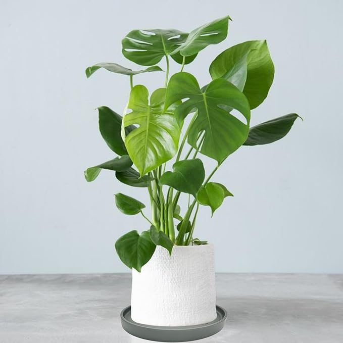 2 Pack Ceramic Plant Saucer Pot Tray 8 Inch, Planter Saucers 4 5 6 7 8 9 10 11 12 13 Inch for Indoors Outdoor, Durable Sturdy Flower Drainage drip Water Tray for Glazed Pots Base (8.5 Inch-Grey)