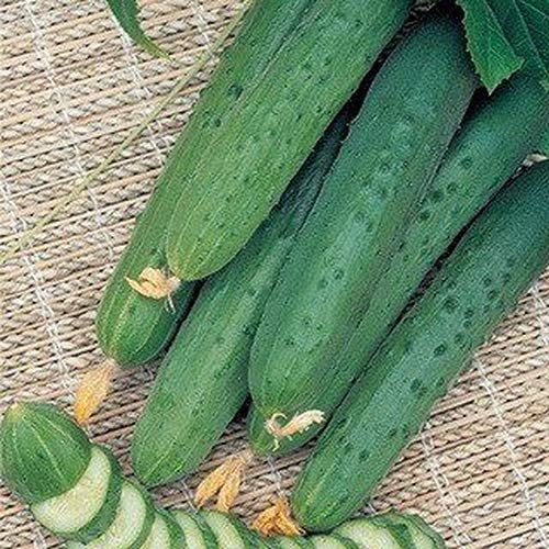 Seeds Vegetable Cucumber April F1 Self-Pollinated 45 Days Heirloom for Pickling - 10 Seeds