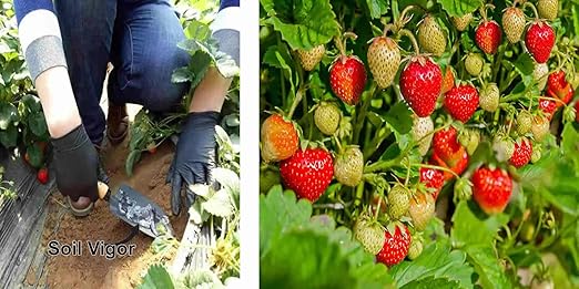 5 Pounds Super Absorbent Potassium Polymer - Soil Moisture Retention for All Plants