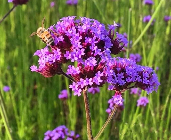 12000 Blue Vervain Flower Seeds Verbena Purpletop Vervain Verbena Officinalis