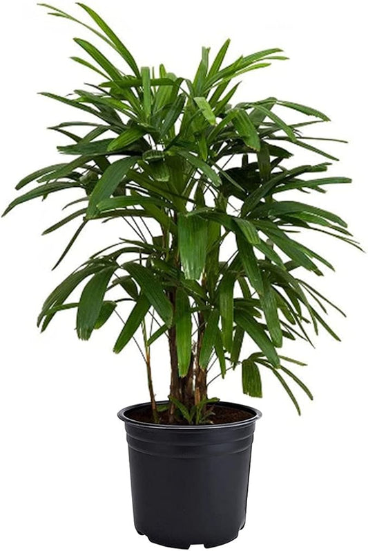 American Plant Exchange Real Live Lady Palm 6" Pot, Cold Hardy Indoor Houseplant, Dark Green Foliage